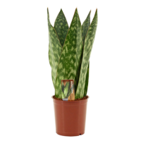 sansevieria jamaiquina queen