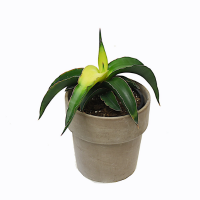 sansevieria star canary