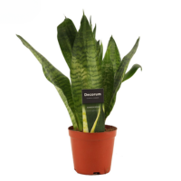 sansevieria super green