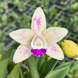 cattleya