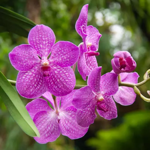 vanda