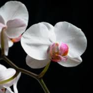 phalaenopsis