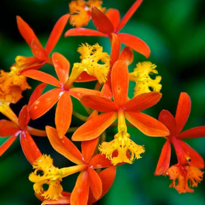 epidendrum