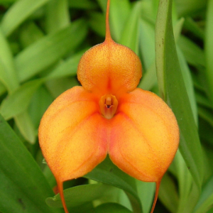 masdevallia