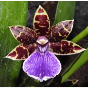 zygopetalum
