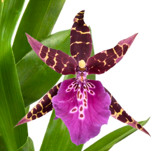 brassia