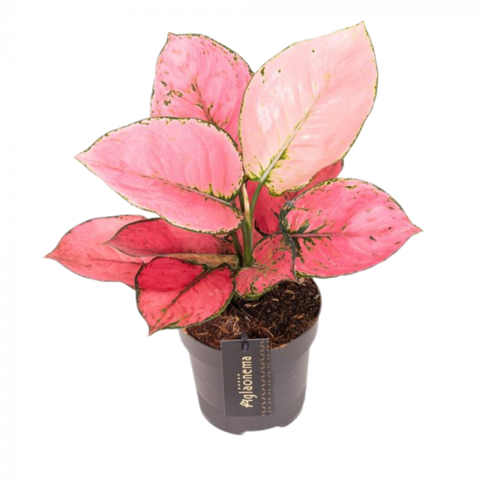Aglaonema 'Rose Red' [1]