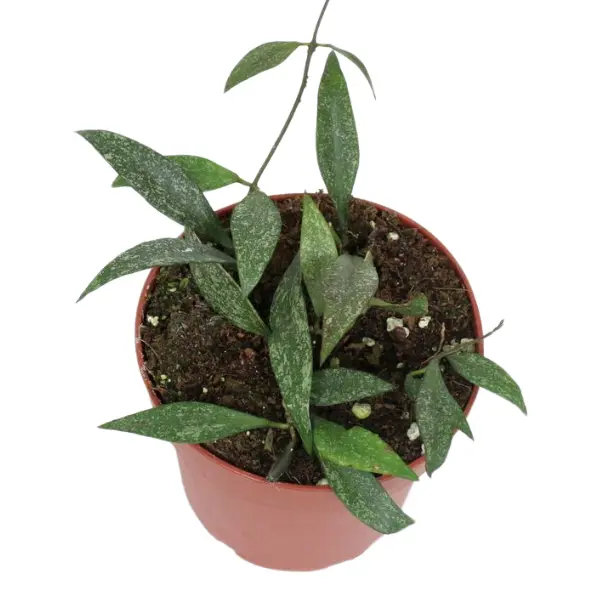 Hoya Parviflora Splash în ghiveci – frunze verzi cu splash argintiu [1]