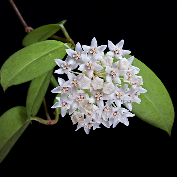 Hoya australis tenuipes [2]