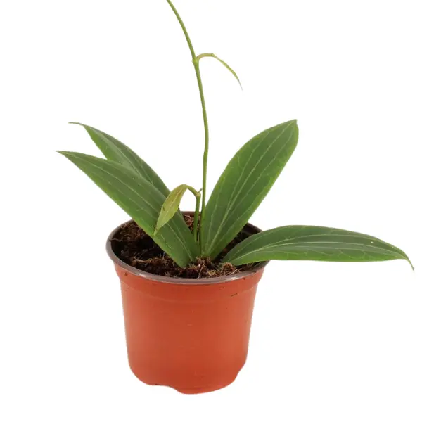 Hoya Soligamiana în ghiveci – frunze dense, verzi închise [1]