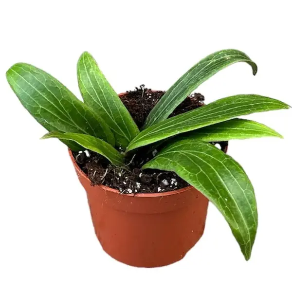 Hoya Soligamiana în ghiveci – frunze dense, verzi închise [1]
