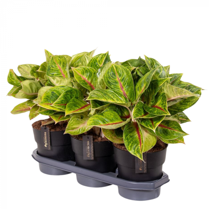 Aglaonema 'Iguana Red' [2]