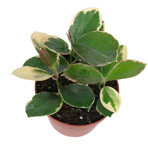 Hoya australis tenuipes [1]