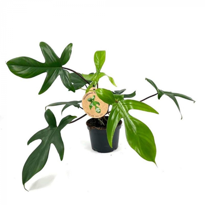 Philodendron 'Florida Green' [1]
