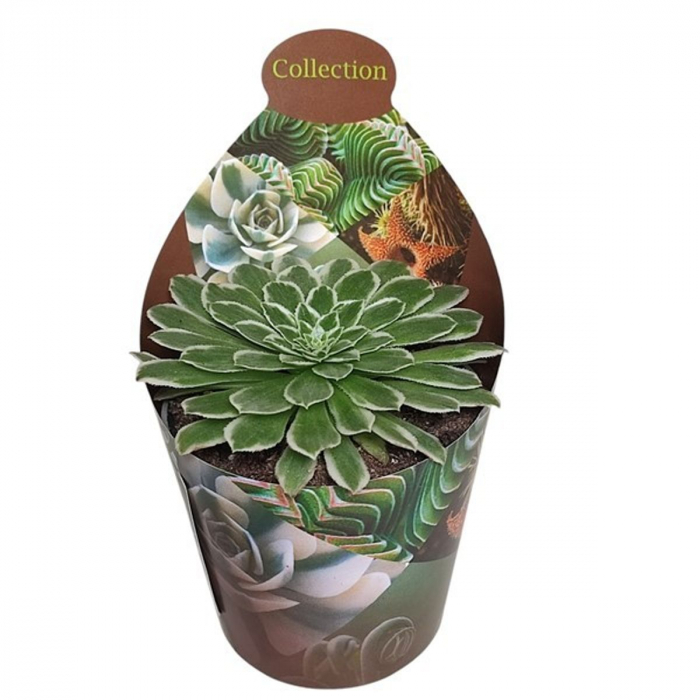 Aeonium Emerald Ice în ghiveci - frunze verzi cu margini crem [1]