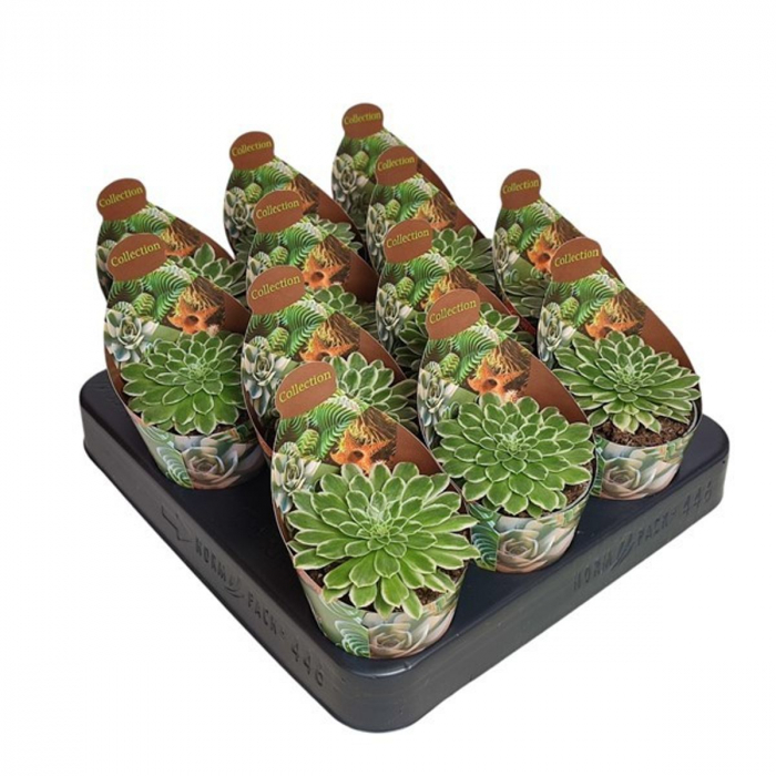 Aeonium Emerald Ice în ghiveci - frunze verzi cu margini crem [2]