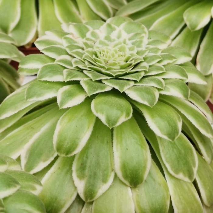 Aeonium Emerald Ice în ghiveci - frunze verzi cu margini crem [3]