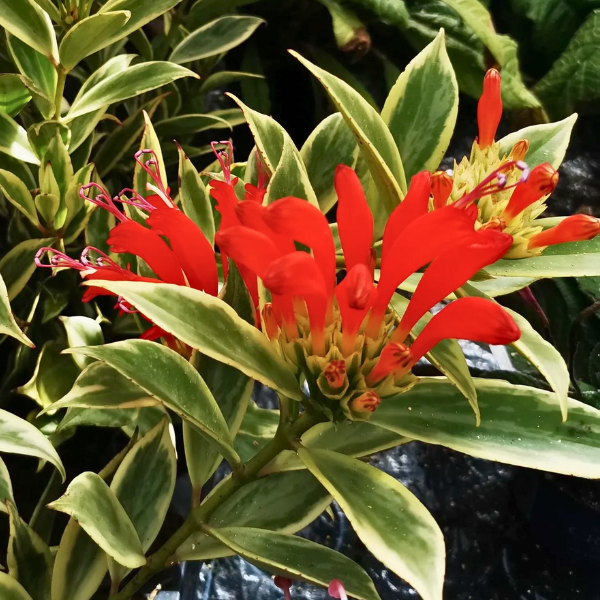 Aeschynanthus 'Bolero Bicolore' — planta de ruj variegată cu frunze verde-crem și flori roșii [2]