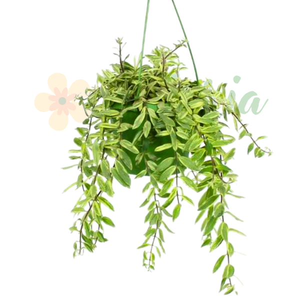 Aeschynanthus 'Bolero Bicolore' — planta de ruj variegată cu frunze verde-crem și flori roșii [1]