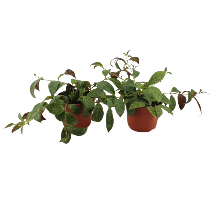 Aeschynanthus marmoratus [2]