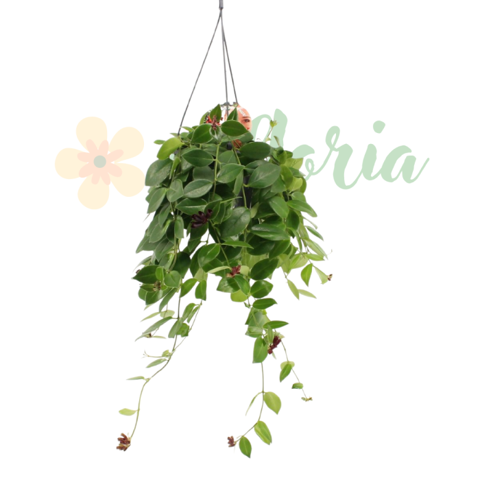 Aeschynanthus 'Mona Lisa' D15cm — plantă curgătoare cu flori ruj [4]
