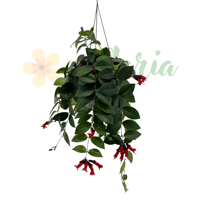 Aeschynanthus 'Mona Lisa' D15cm — plantă curgătoare cu flori ruj [3]
