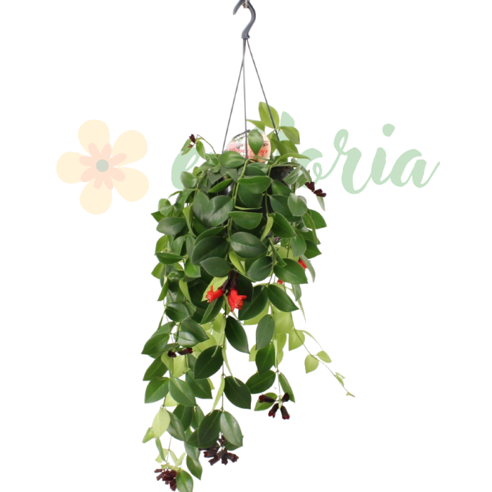 Aeschynanthus 'Mona Lisa' D15cm — plantă curgătoare cu flori ruj [2]