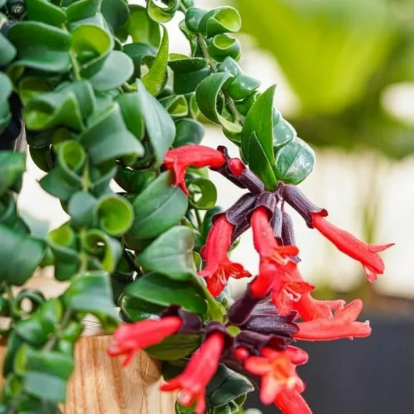 Aeschynanthus Twister – Rare Spiraling Lipstick Plant [2]