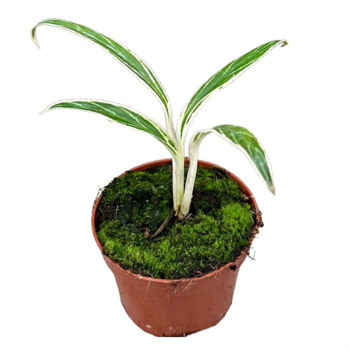 Aglaonema Bamboo [1]