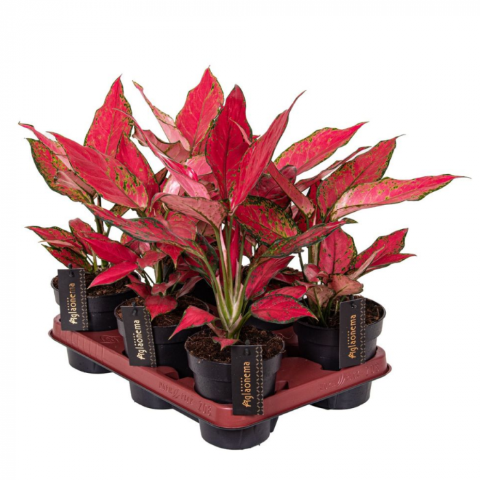 Aglaonema 'Cherry Baby' [2]