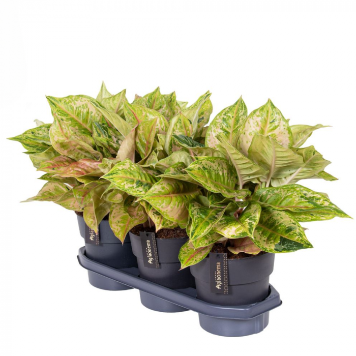 Aglaonema 'Pastella' [2]