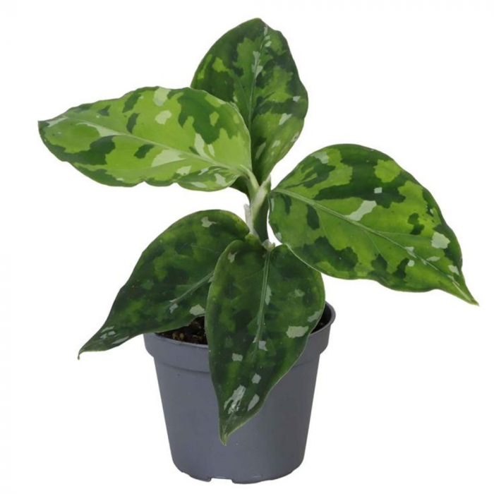 Aglaonema pictum Tricolor [1]