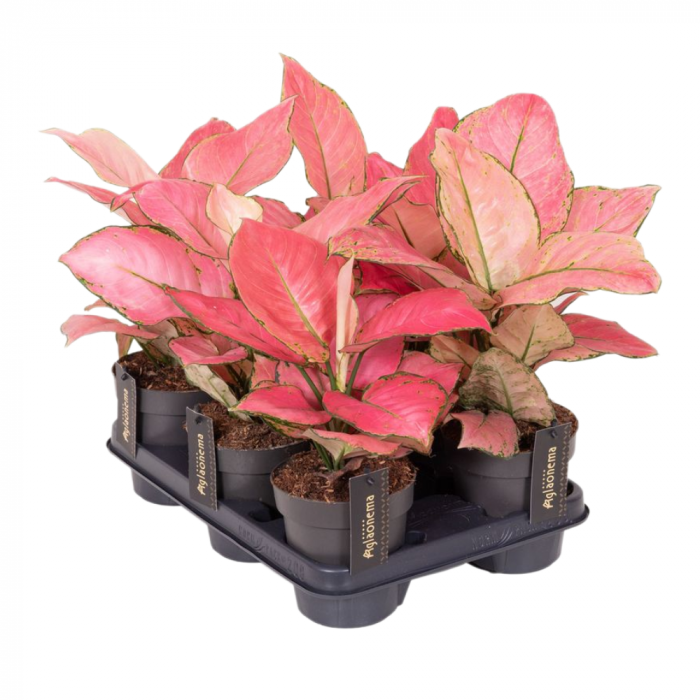 Aglaonema 'Raspberry Love' [2]