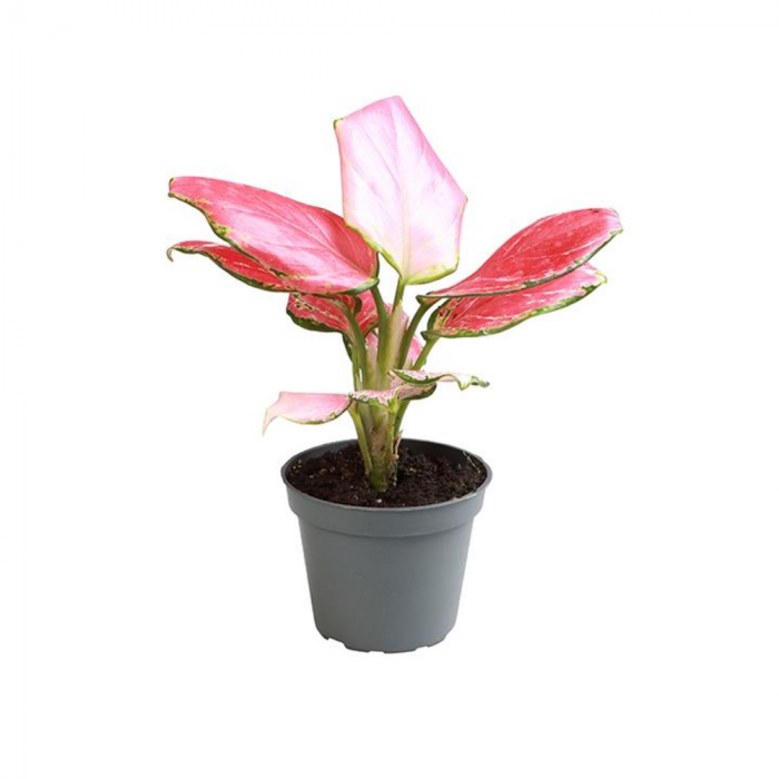 Aglaonema 'Red Dragon' [1]