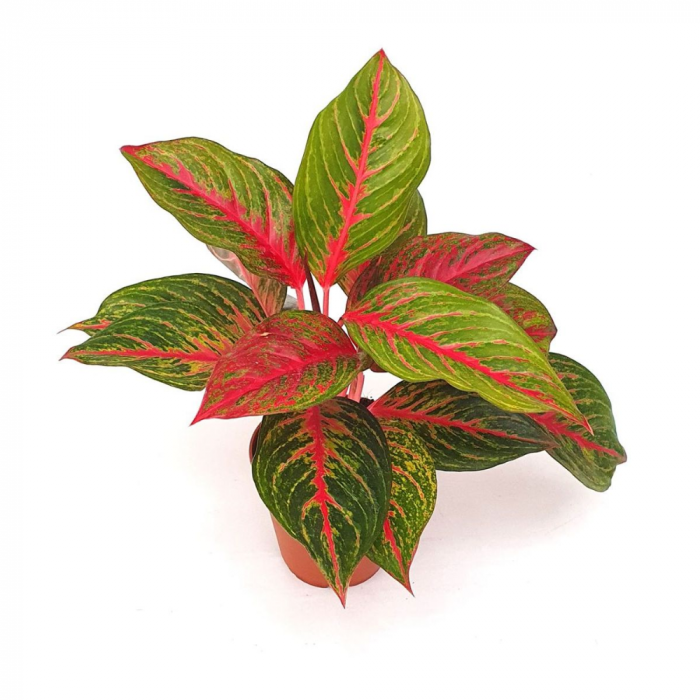 Aglaonema 'Red Emerald' [1]
