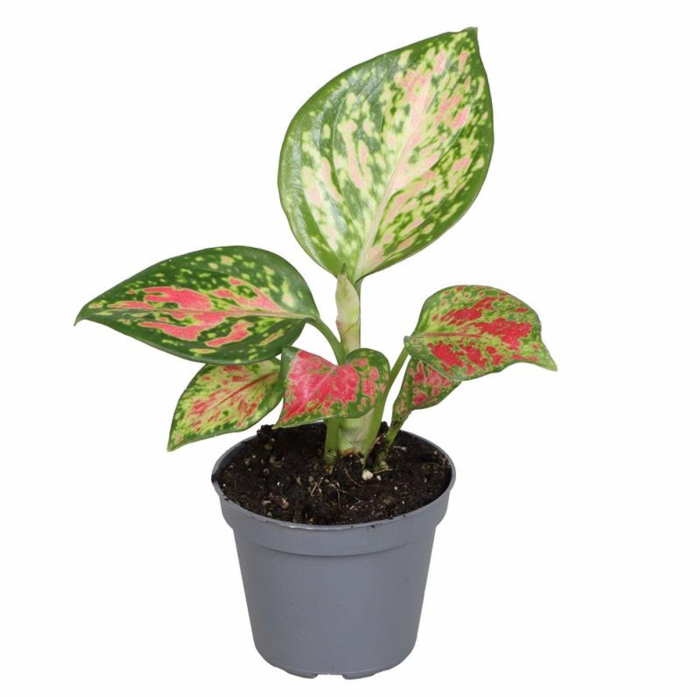 Aglaonema Red Zircon in ghiveci - frunze rosu si verde, planta decorativa [2]