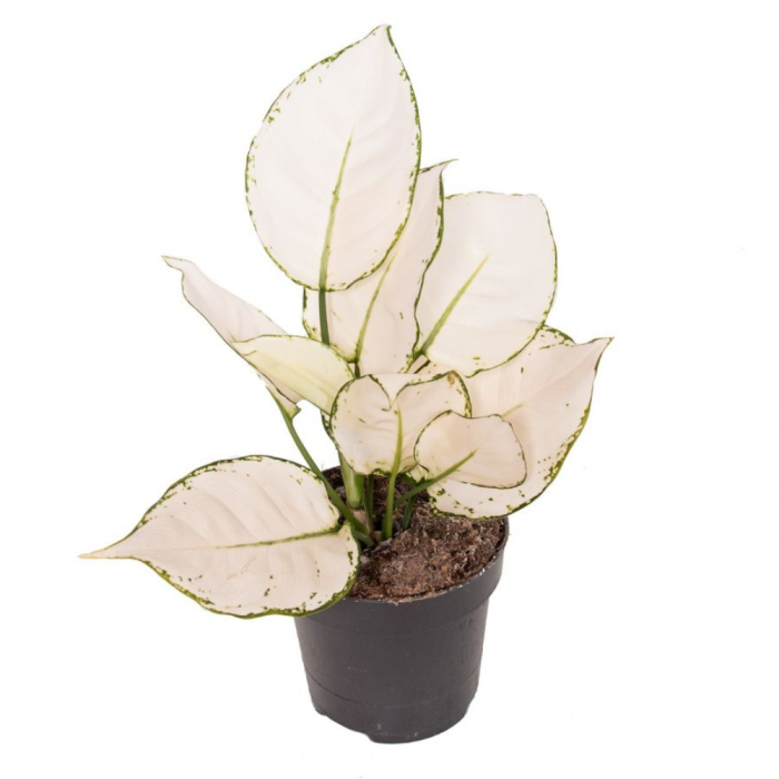 Aglaonema 'White Joy' [1]