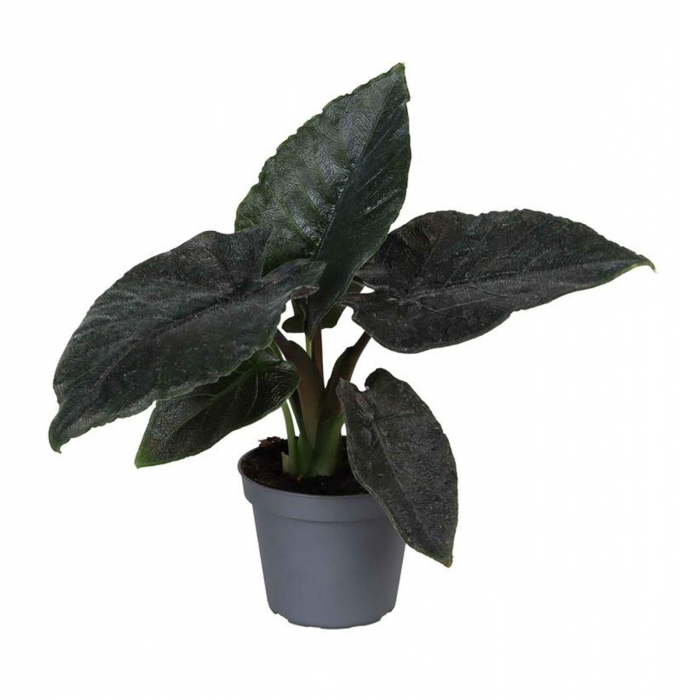 Alocasia Antoro Velvet în ghiveci - frunze catifelate verde închis [1]