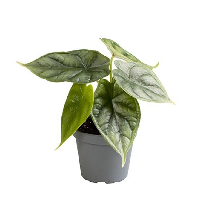 Alocasia 'Dragon Scale' [2]