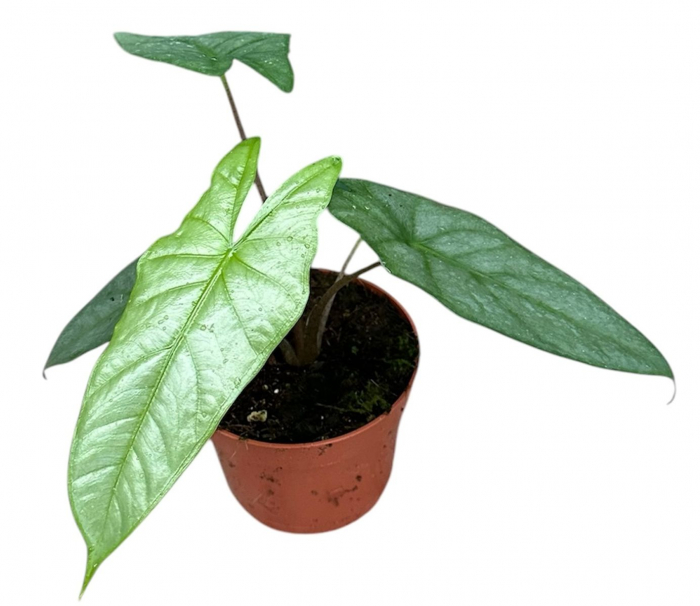 Alocasia heterophylla 'Corazon' [1]