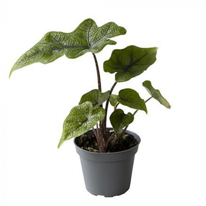 Alocasia Jacklyn în ghiveci – frunze tăiate, verzi, nervuri accentuate [2]