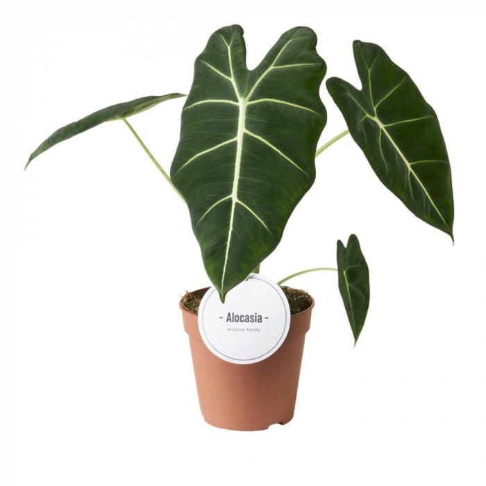 Alocasia micholitziana 'Frydek' [1]