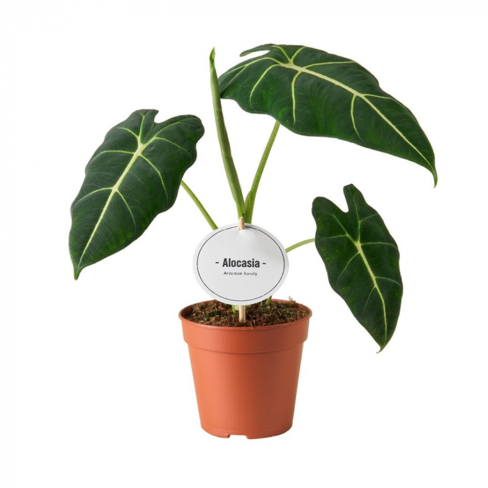 Alocasia micholitziana 'Frydek' [2]