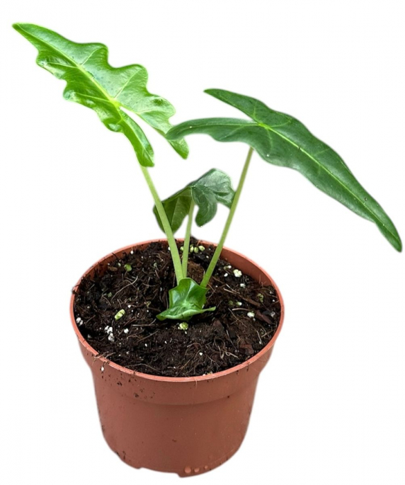 Alocasia portei [1]