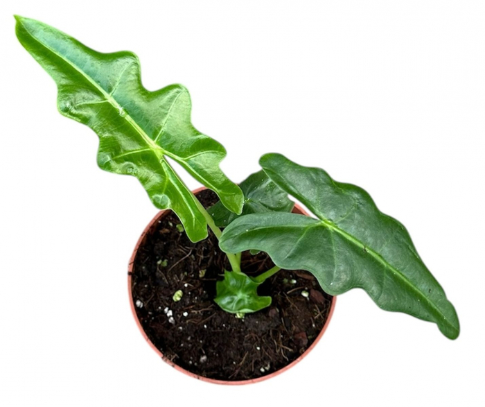 Alocasia portei [2]