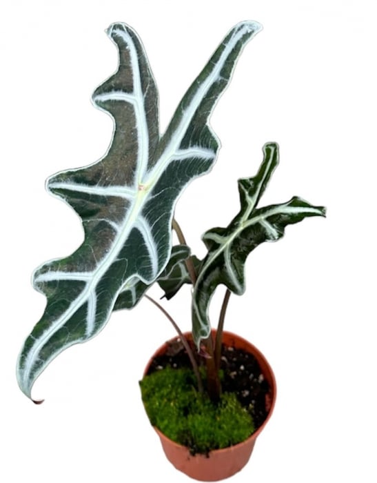 Alocasia sanderiana 'Nobilis' [1]