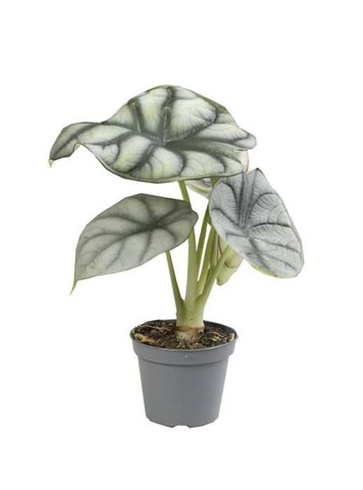 Alocasia Silver Dragon - plantă rară cu frunze argintii texturate și nervuri verde-închis contrastante [2]