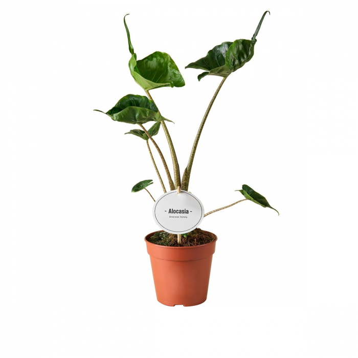 Alocasia 'Stingray' [1]