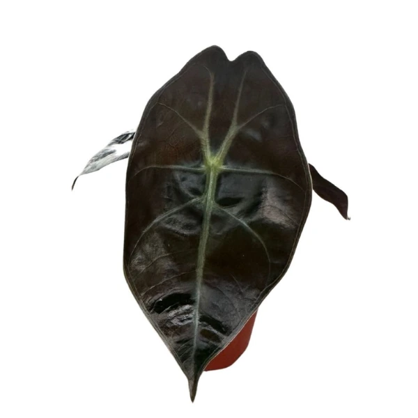 Alocasia suhirmaniana 'Red Petiole' [2]