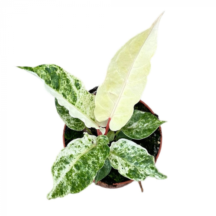 Anthurium Bonplandii 'Variegata' [2]